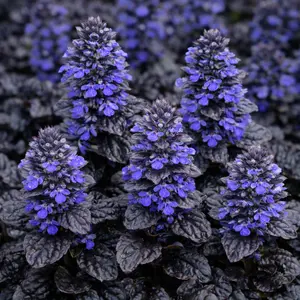 Ajuga Black Scallop - Bugleweed