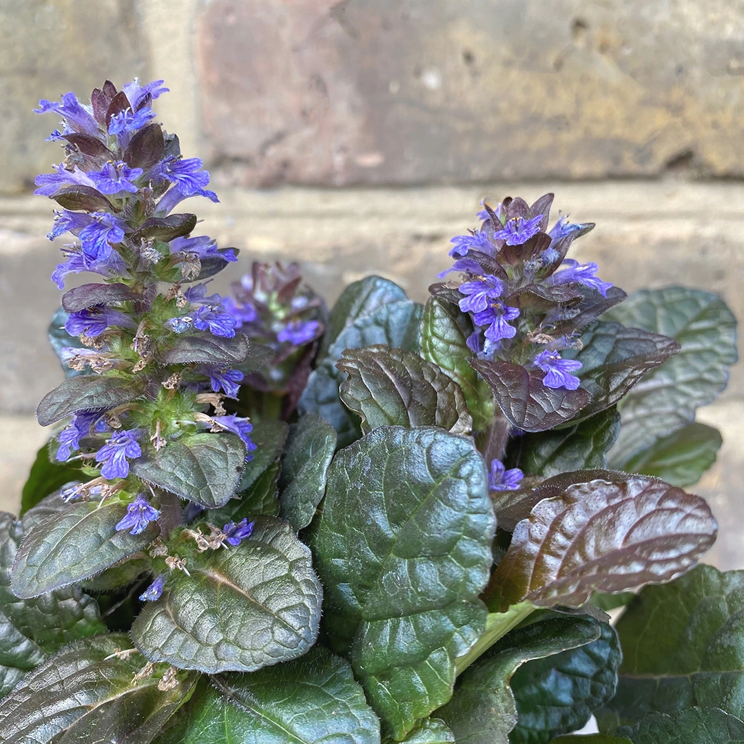 Ajuga Braunherz (Pot Size 11cm) - Bugle 'Braunherz' - The Boma Garden ...