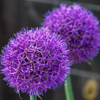 Allium Bulbs