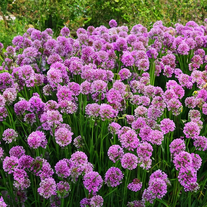 Allium ‘Millenium’ (Pot Size 2L) Ornamental Onion