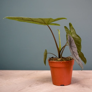 Alocasia 'Heterophylla' (Pot Size12cm) Silver Sword Alocasia - image 2