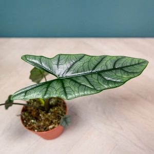 Alocasia 'Heterophylla' (Pot Size12cm) Silver Sword Alocasia - image 3