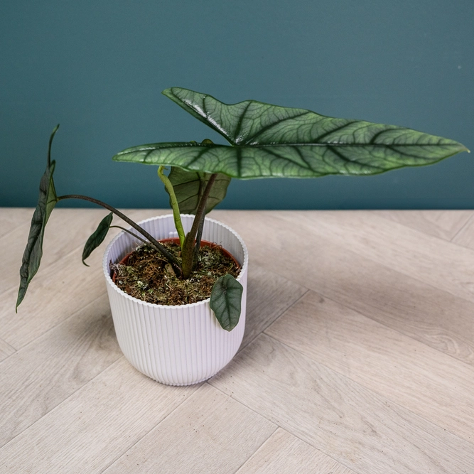 Alocasia 'Heterophylla' (Pot Size12cm) Silver Sword Alocasia - image 7