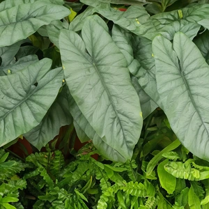 Alocasia 'Heterophylla' (Pot Size12cm) Silver Sword Alocasia - image 1