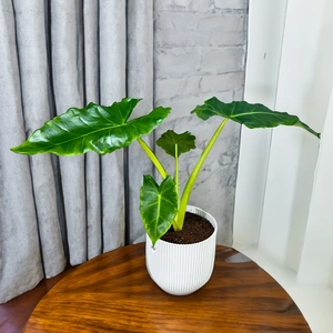 Alocasia 'Lutea' (Pot Size 17cm) Golden Alocasia - image 1