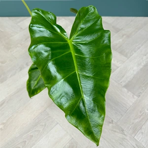 Alocasia 'Lutea' (Pot Size 17cm) Golden Alocasia - image 3