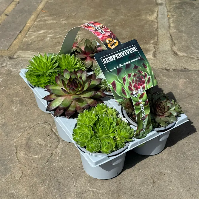 Sempervivum Mix 6 Pack (Pot Size 9cm) Alpine Plants –  Houseleek - image 1