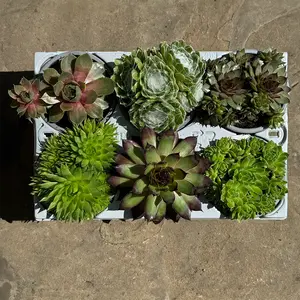 Sempervivum Mix 6 Pack (Pot Size 9cm) Alpine Plants –  Houseleek - image 2