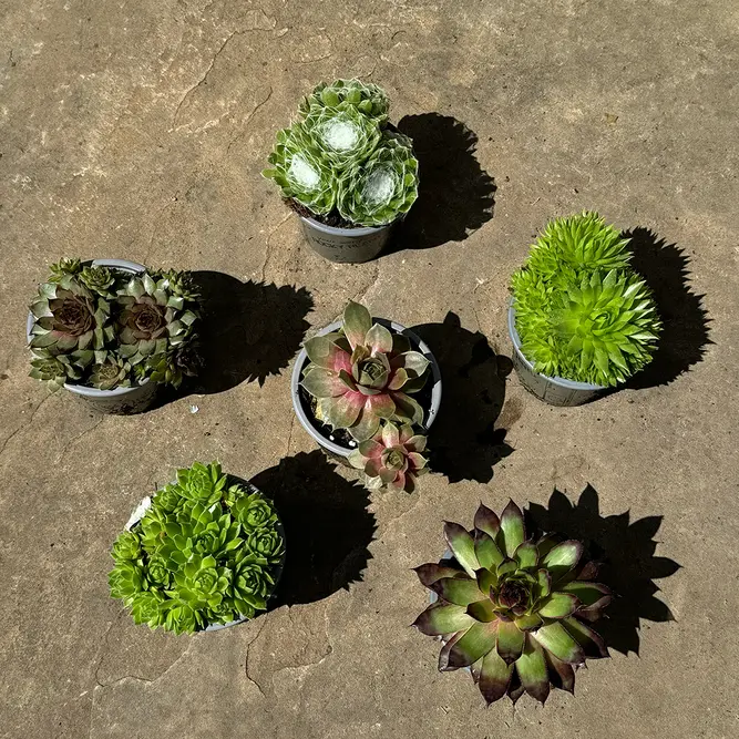 Sempervivum Mix 6 Pack (Pot Size 9cm) Alpine Plants –  Houseleek - image 3