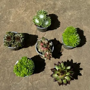 Sempervivum Mix 6 Pack (Pot Size 9cm) Alpine Plants –  Houseleek - image 3