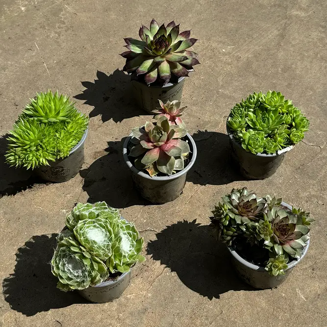 Sempervivum Mix 6 Pack (Pot Size 9cm) Alpine Plants –  Houseleek - image 4