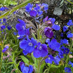 Anchusa azurea 'Loddon Royalist' (Pot Size 3L) Loddon Royalist Italian Bugloss - image 1