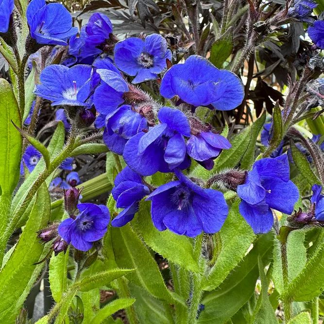 Anchusa azurea 'Loddon Royalist' (Pot Size 3L) Loddon Royalist Italian Bugloss - image 2