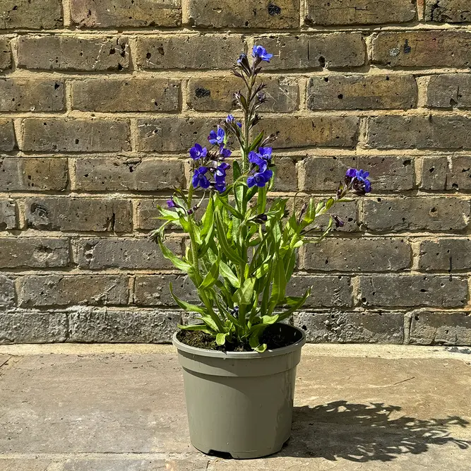 Anchusa azurea 'Loddon Royalist' (Pot Size 3L) Loddon Royalist Italian Bugloss - image 3