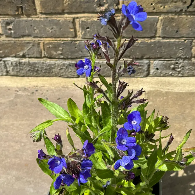 Anchusa azurea 'Loddon Royalist' (Pot Size 3L) Loddon Royalist Italian Bugloss - image 4