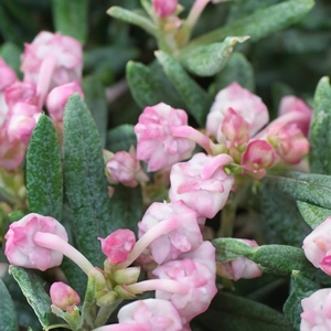 Andromeda polifolia ‘Blue Ice’ (Pot Size 2L) Bog Rosemary ‘Blue Ice’ - image 2