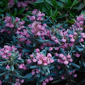 Andromeda polifolia ‘Blue Ice’ (Pot Size 2L) Bog Rosemary ‘Blue Ice’ - image 1