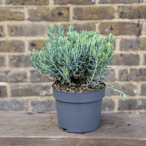 Andromeda polifolia ‘Blue Ice’ (Pot Size 2L) Bog Rosemary ‘Blue Ice’ - image 4