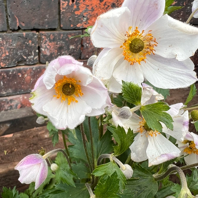 Anemone Elfin Swan (3L) Windflower - image 1