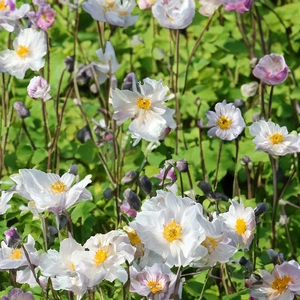 Anemone 'Frilly Knickers' (Pot Size 3L) Anemone - image 1