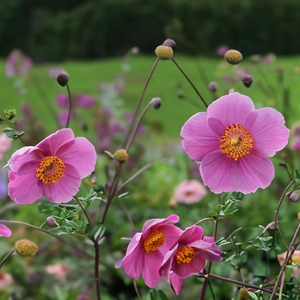 Anemone hupehensis var. 'Praecox' (2L) Japanese Anemone - image 1