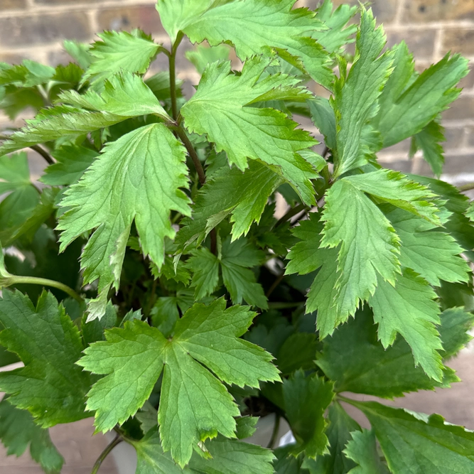 Anemone 'Ruffled Swan' (Pot Size 3L) Japanese Anemone - image 3