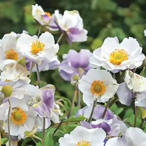 Anemone 'Ruffled Swan' (Pot Size 3L) Japanese Anemone - image 1