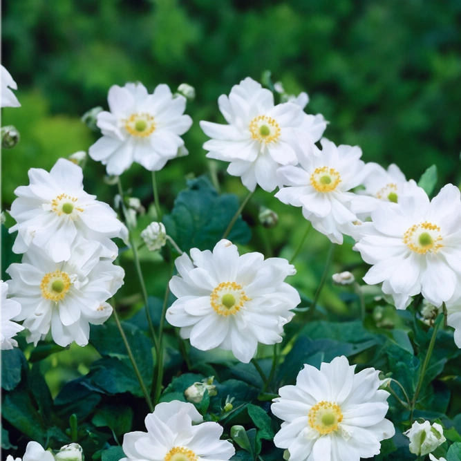 Anemone 'Whirlwind' (Pot Size 2L) Anemone - image 1