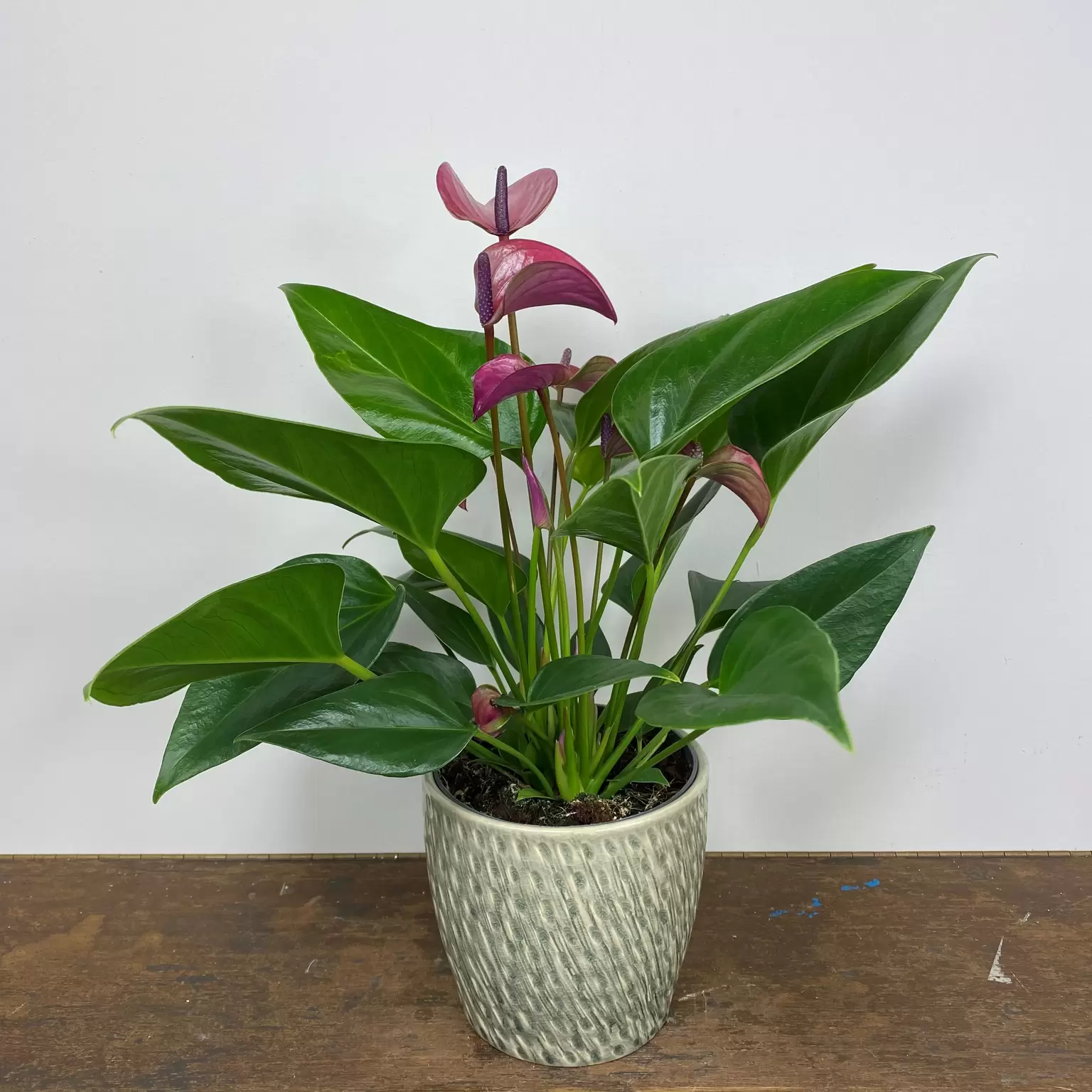 Anthurium andraeanum 'Karma Purple' (Pot Size 12cm) Purple Flamingo ...