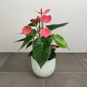 Anthurium andraeanum 'Pink Champion' (Pot Size 14cm)  Flamingo Flower - image 3
