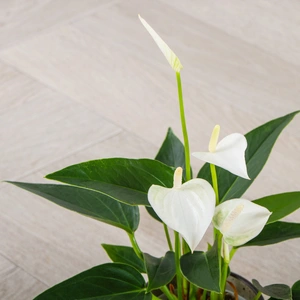 Anthurium andraeanum 'White Champion' (Pot Size 12cm) Flamingo Flower - image 2