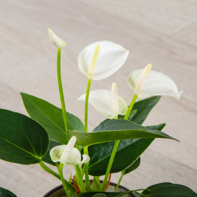 Anthurium andraeanum 'White Champion' (Pot Size 12cm) Flamingo Flower - image 3