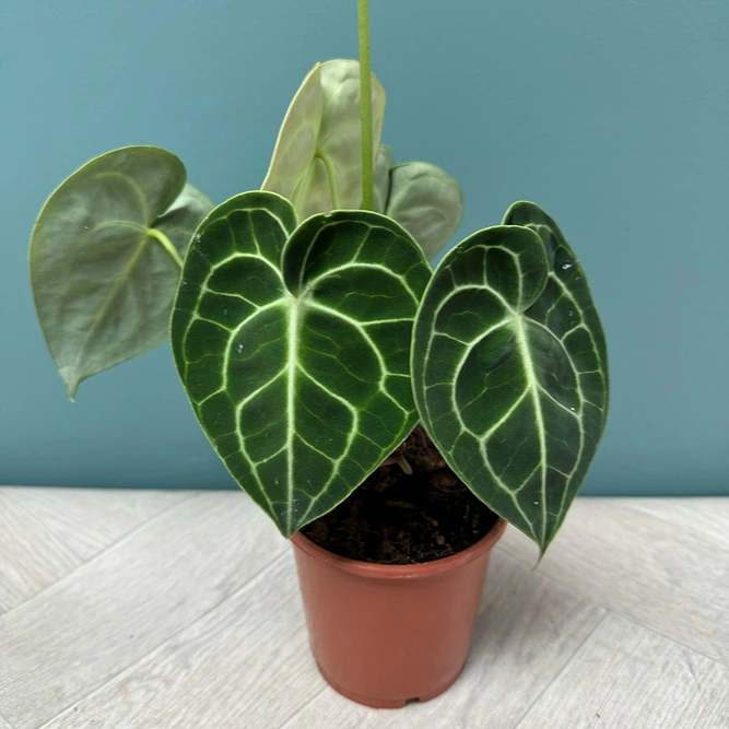 Anthurium 'Clarinervum' (Pot Size 12cm) Flamingo Flower - image 1