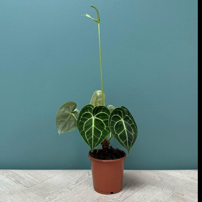 Anthurium 'Clarinervum' (Pot Size 12cm) Flamingo Flower - image 2