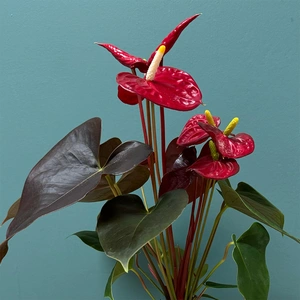 Anthurium 'Coral Champion' (Pot Size 12cm) Flamingo Flower - image 2