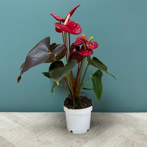 Anthurium 'Coral Champion' (Pot Size 12cm) Flamingo Flower - image 4