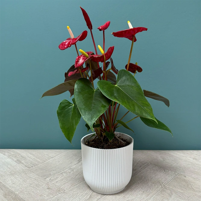 Anthurium 'Coral Champion' (Pot Size 12cm) Flamingo Flower - image 5