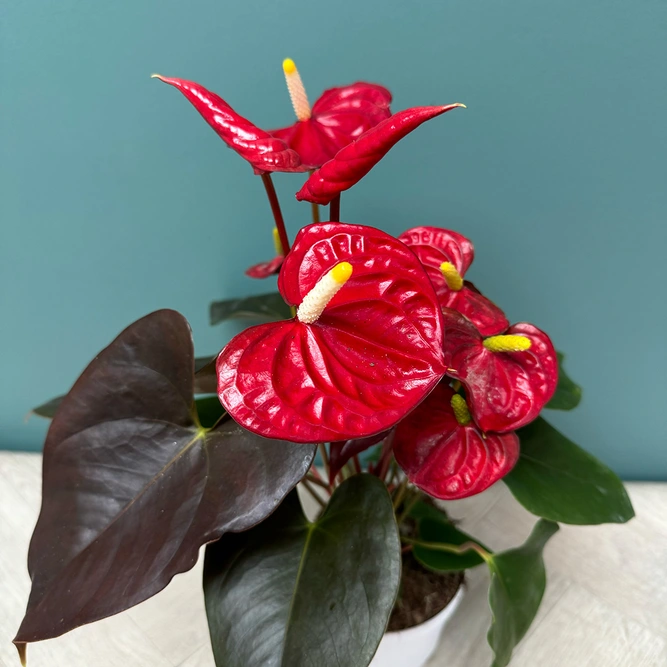 Anthurium 'Coral Champion' (Pot Size 12cm) Flamingo Flower - image 3