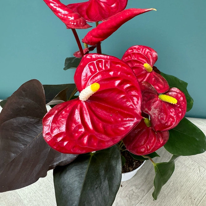 Anthurium 'Coral Champion' (Pot Size 12cm) Flamingo Flower - image 1