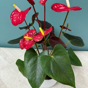 Anthurium 'Coral Champion' (Pot Size 12cm) Flamingo Flower - image 6