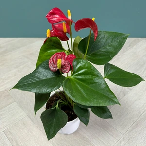 Anthurium 'Red Champion' (Pot Size 12cm) Flamingo Flower - image 1