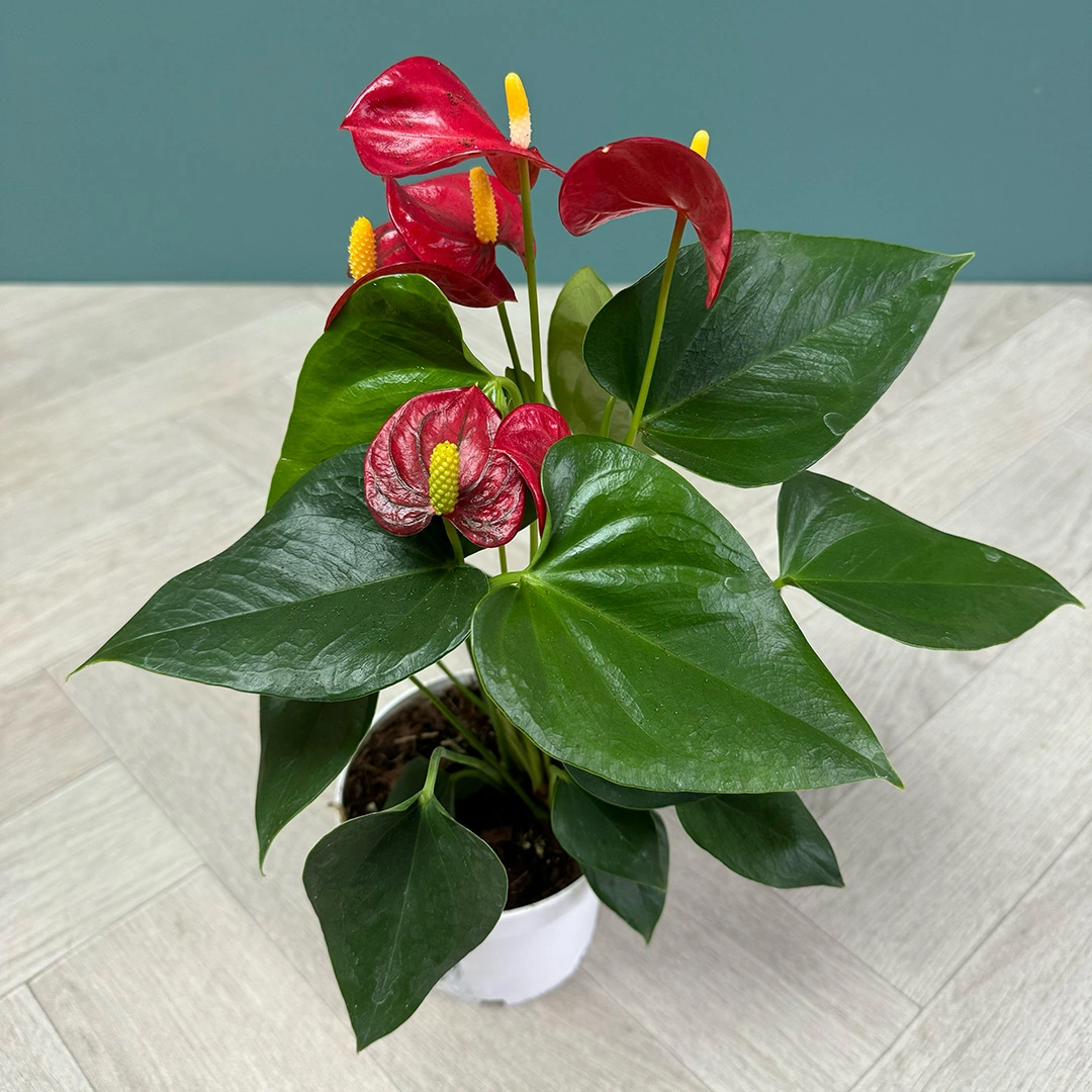 Anthurium 'Red Champion' (Pot Size 12cm) Flamingo Flower - The Boma ...