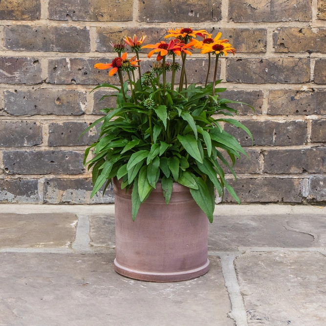 Antique Sand Cylinder Rim Stone Planter (D30 x H30cm) Terracotta Outdoor Plant Pot - image 5