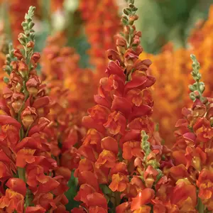 Antirrhinum 'Majus Orange' (Pot Size 12cm) Snapdragon - image 4