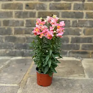 Antirrhinum 'Majus Orange' (Pot Size 12cm) Snapdragon - image 2