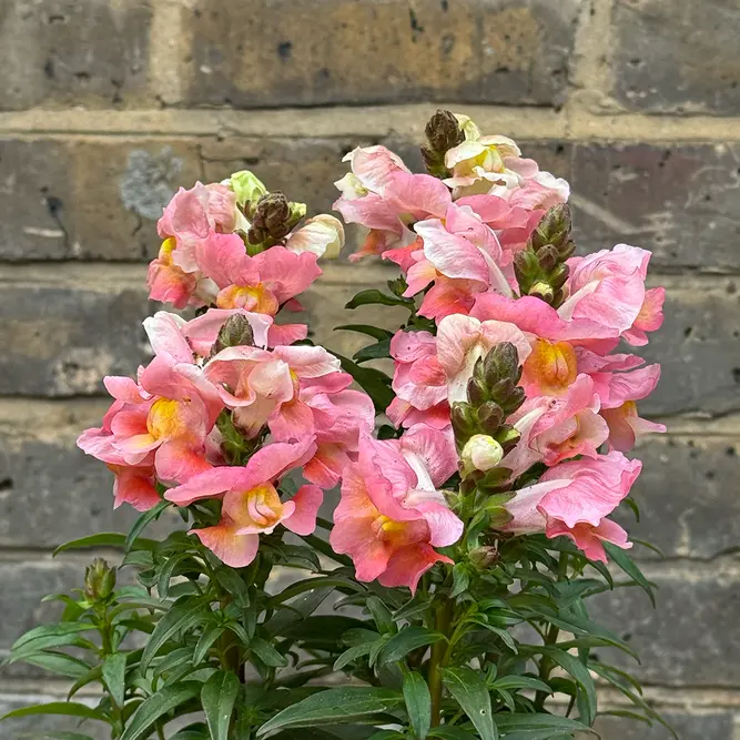 Antirrhinum 'Majus Orange' (Pot Size 12cm) Snapdragon - image 1