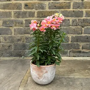 Antirrhinum 'Majus Pink' (Pot Size 12cm) Snapdragon - image 3