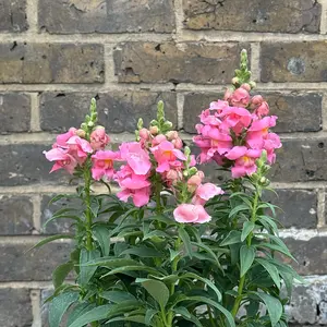 Antirrhinum 'Majus Pink' (Pot Size 12cm) Snapdragon - image 1