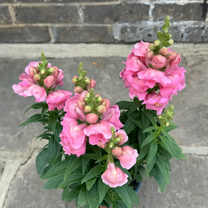 Antirrhinum 'Majus Pink' (Pot Size 12cm) Snapdragon - image 2