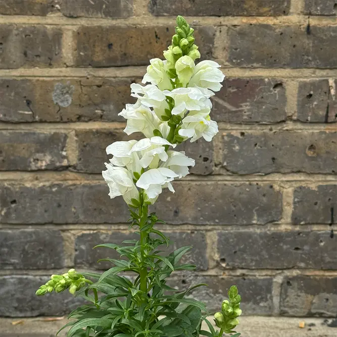 Antirrhinum 'Majus White' (Pot Size 12cm) Snapdragon - image 2